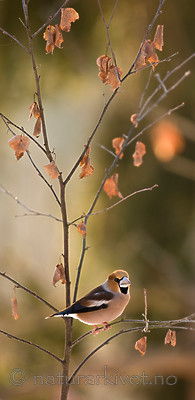 BB 09 0195 / Coccothraustes coccothraustes / Kjernebiter